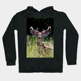 He wore Velvet - White-tailed Deer Hoodie